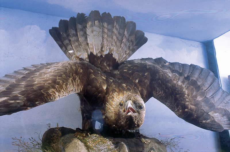 1186 Golden Eagle.jpg 1186 Golden Eagle.jpg