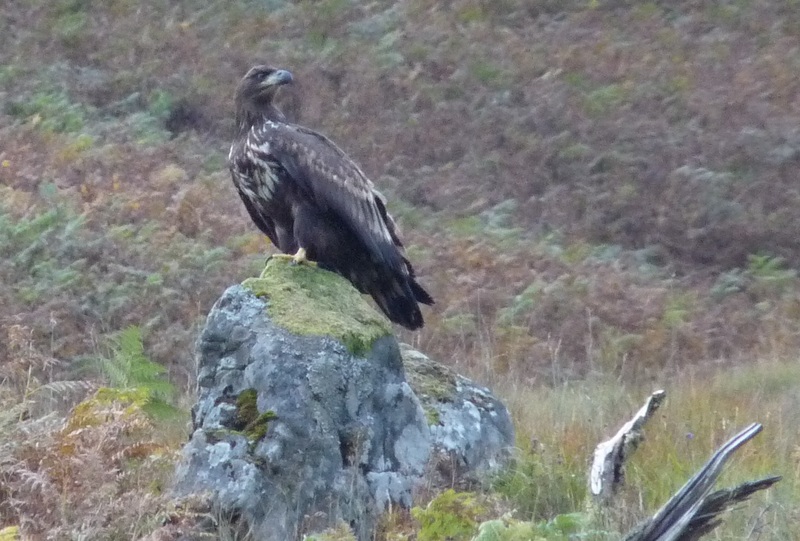 1186_golden_eagle_on_rock.credit_glenloy_wildlife.jpg 1186_golden_eagle_on_rock.credit_glenloy_wildlife.jpg