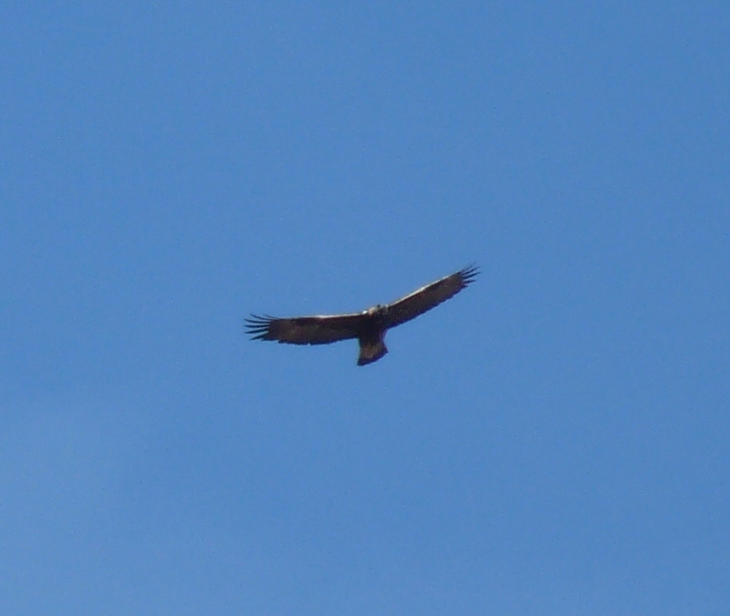 1186_Golden_eagle_credit_glenloy_wildlife.jpg 1186_Golden_eagle_credit_glenloy_wildlife.jpg