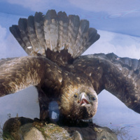1186 Golden Eagle.jpg